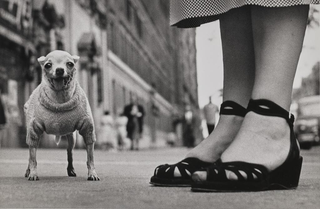 Chihuahua in a Sweater, New York