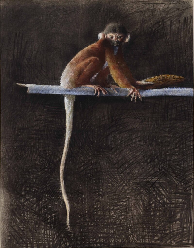 Ojeda's Monkey