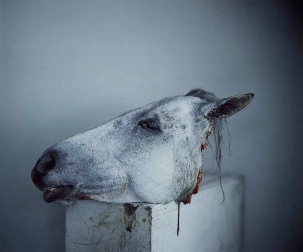 Horse Head