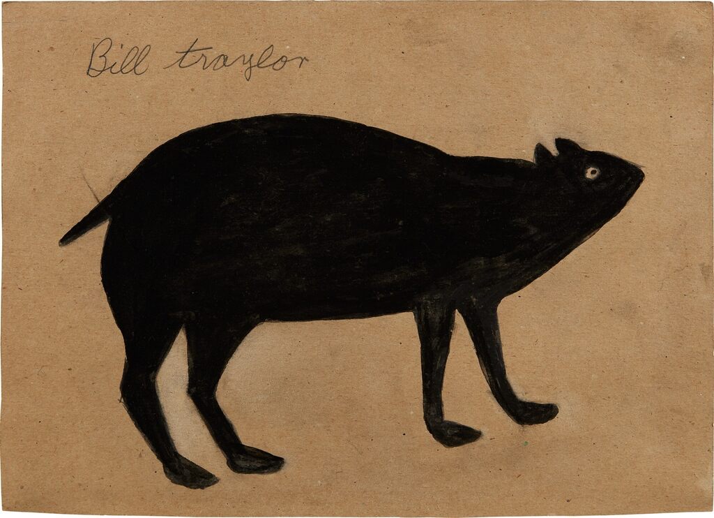 Black Bear