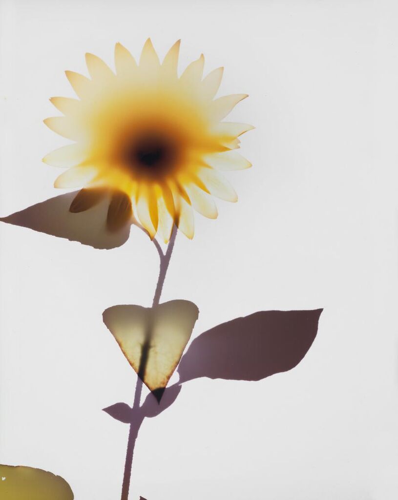 Untitled (Sunflower)