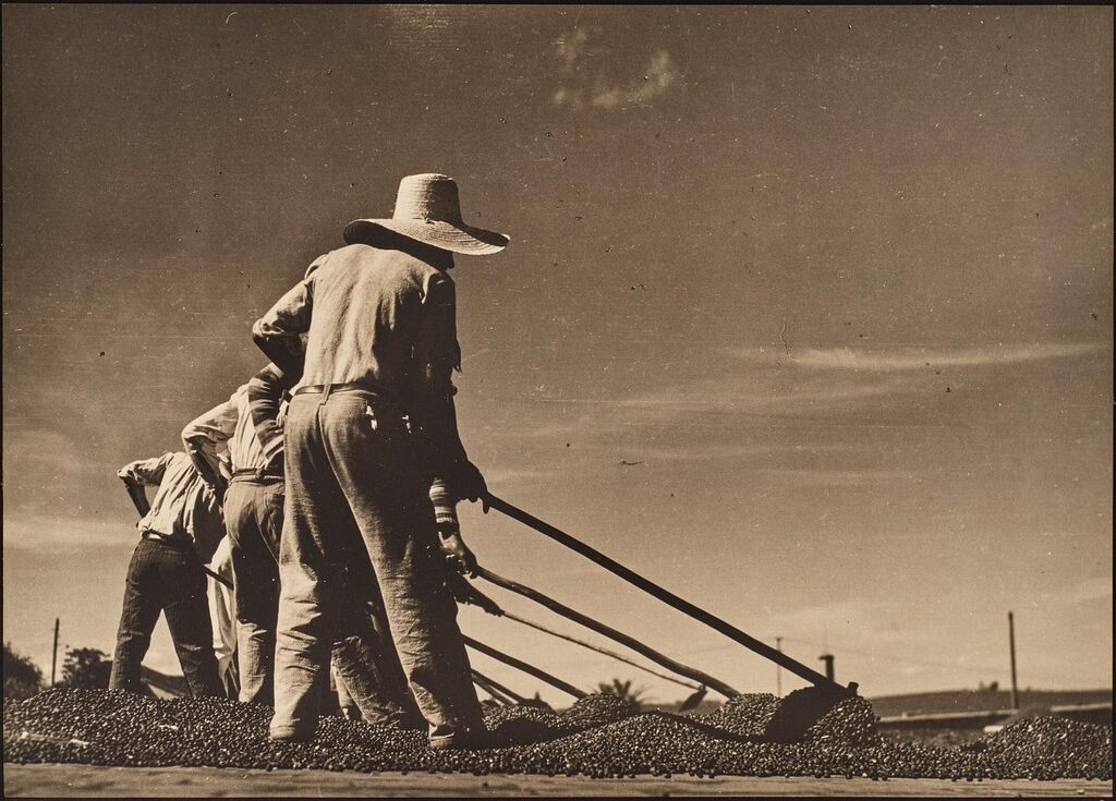 Drying Coffee, Ananas, Brazil, 1936