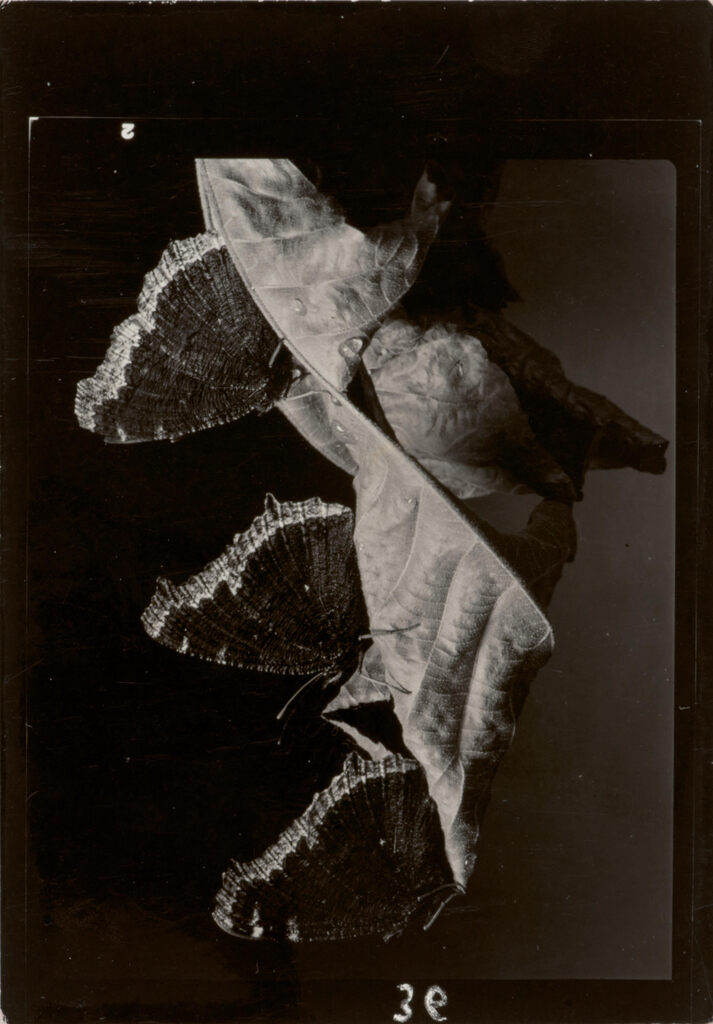 Butterflies