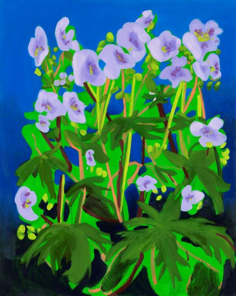 Sweet William