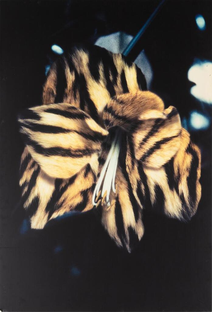 Leopard Skin Lily