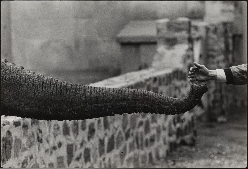Untitled (from The Animals)