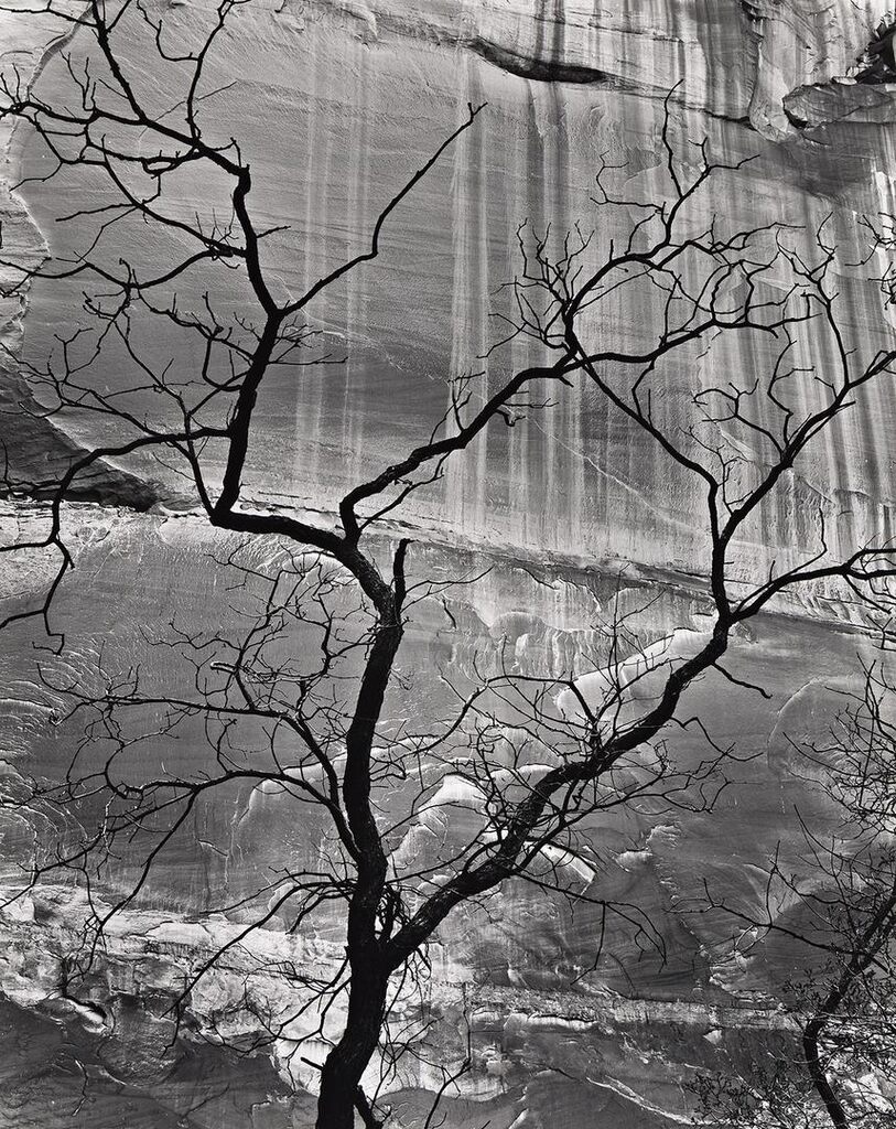 Tree and Rock Wall, Glen Canyon, 1959