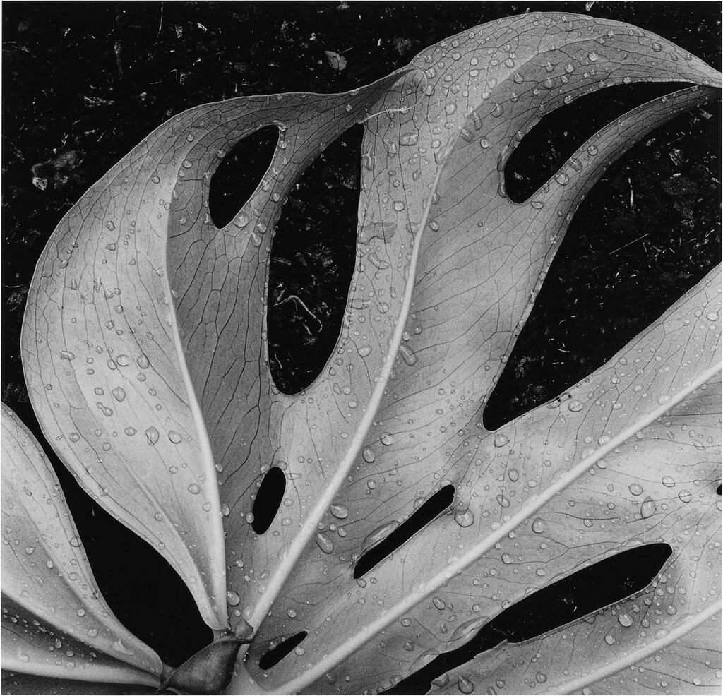 Hawaii: Leaves and Lava