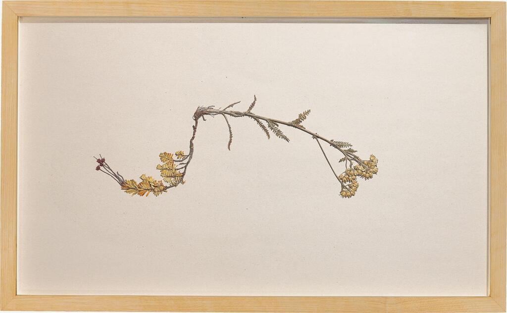 ”Phyllodoce caerulea & Achillea millefolium (Blue heath & Yarrow)”