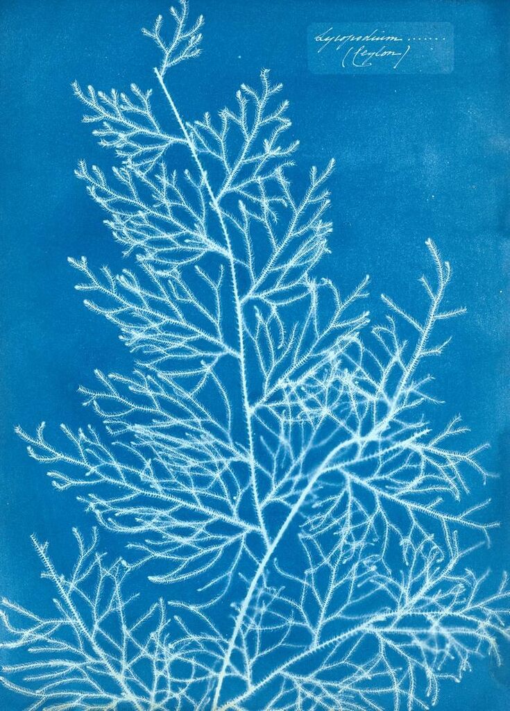 Lycopodium (Ceylon)