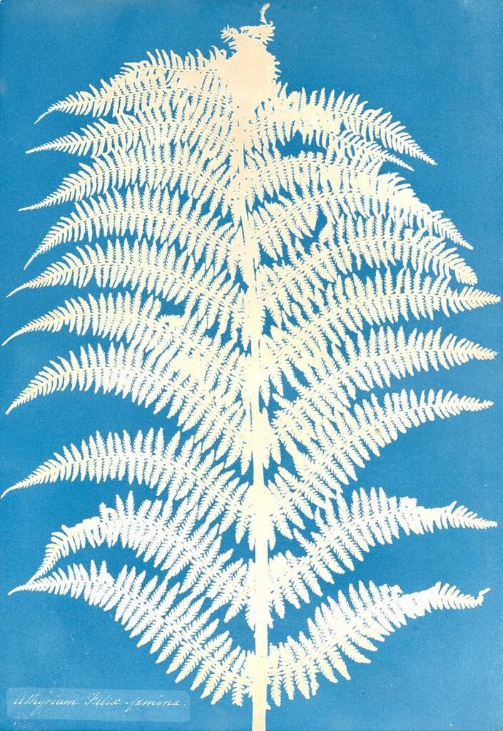 Athyrium Filif-Foemina