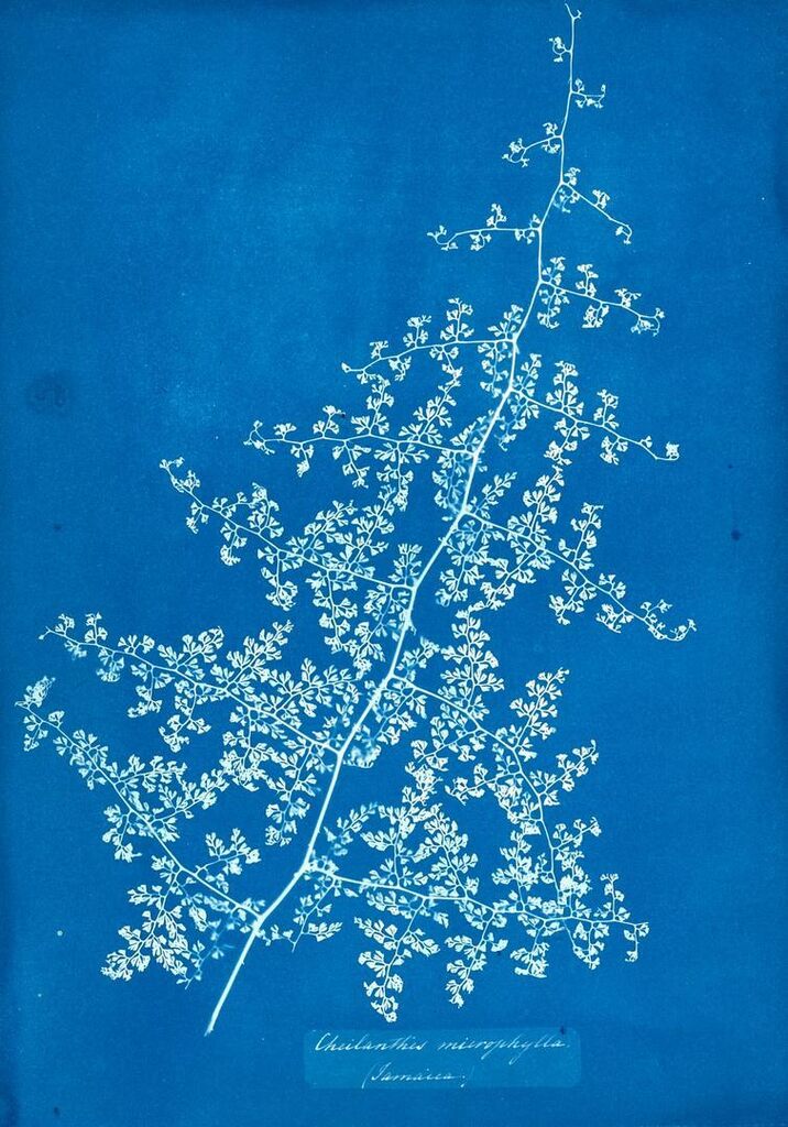 Cheilanthes Microphylla (Jamaica)