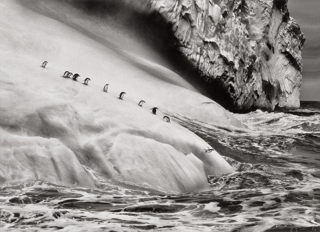 'South Sandwich Islands' (Chinstrap Penguins on an iceberg located between Zavodovski and Visokoi Islands), 2009