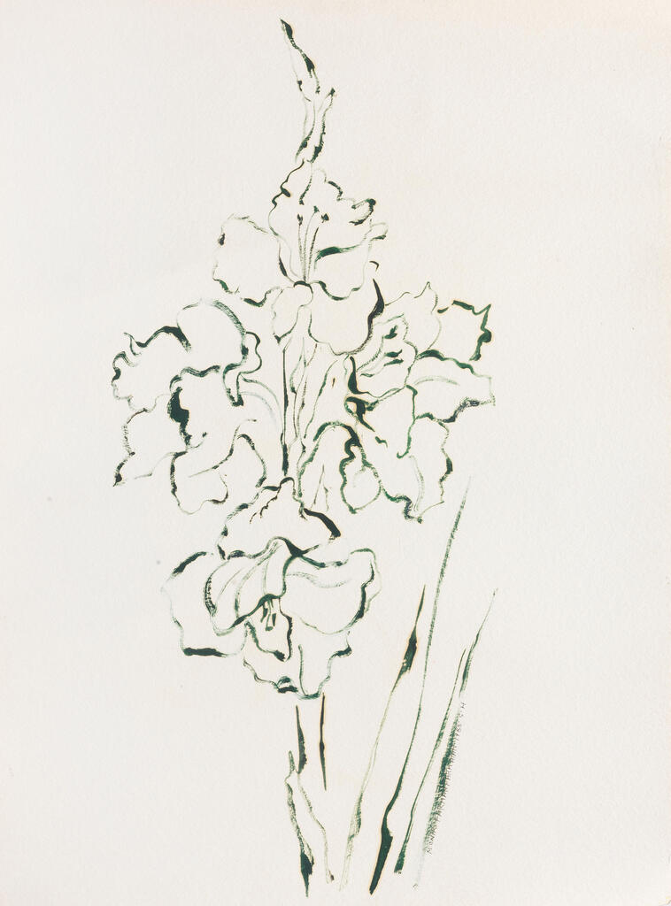 Iris