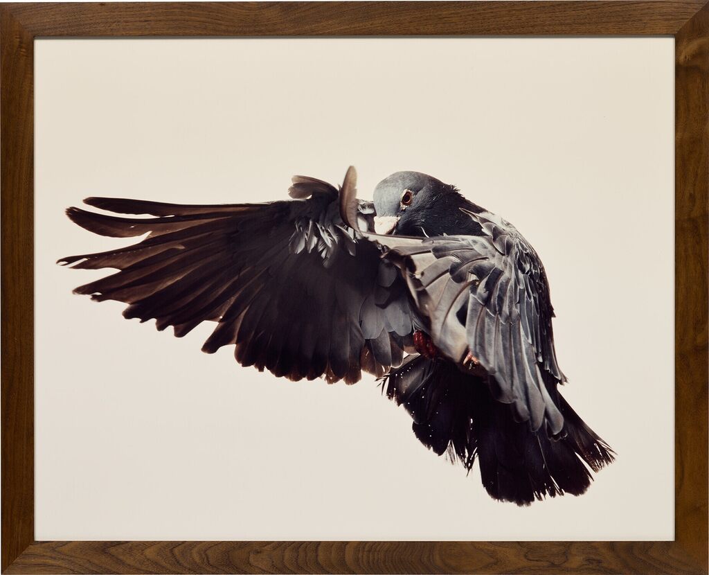 Pigeon