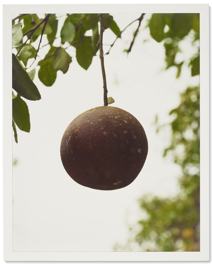 Orange Grove #7
