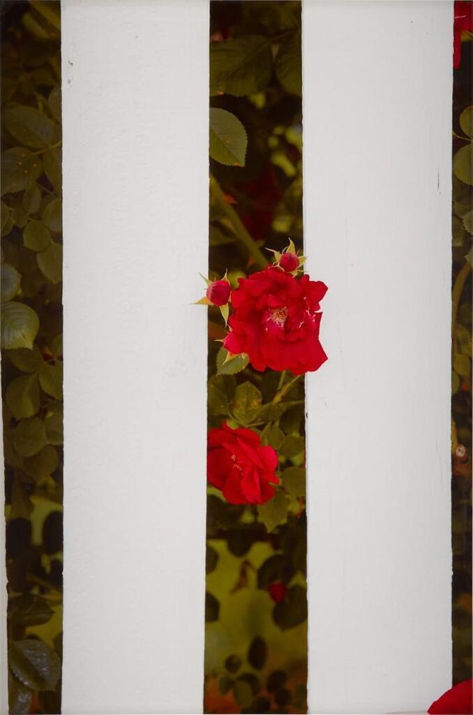 Picket Fence II