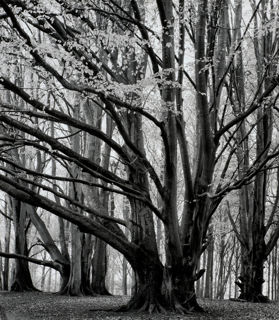 Trees