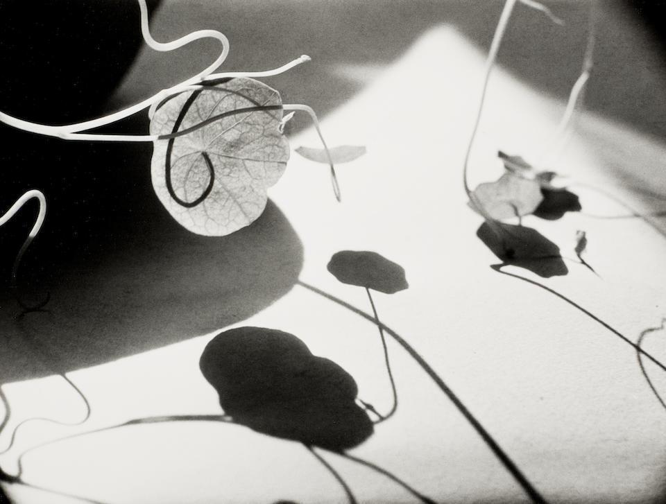 Leaves and Shadows, Vienna