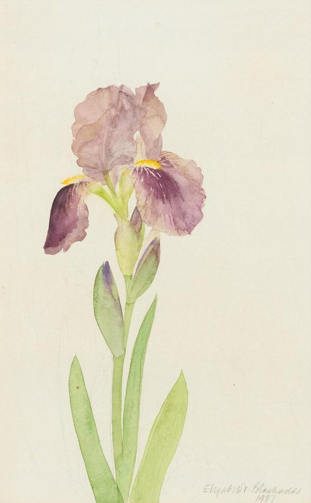 Flower Study