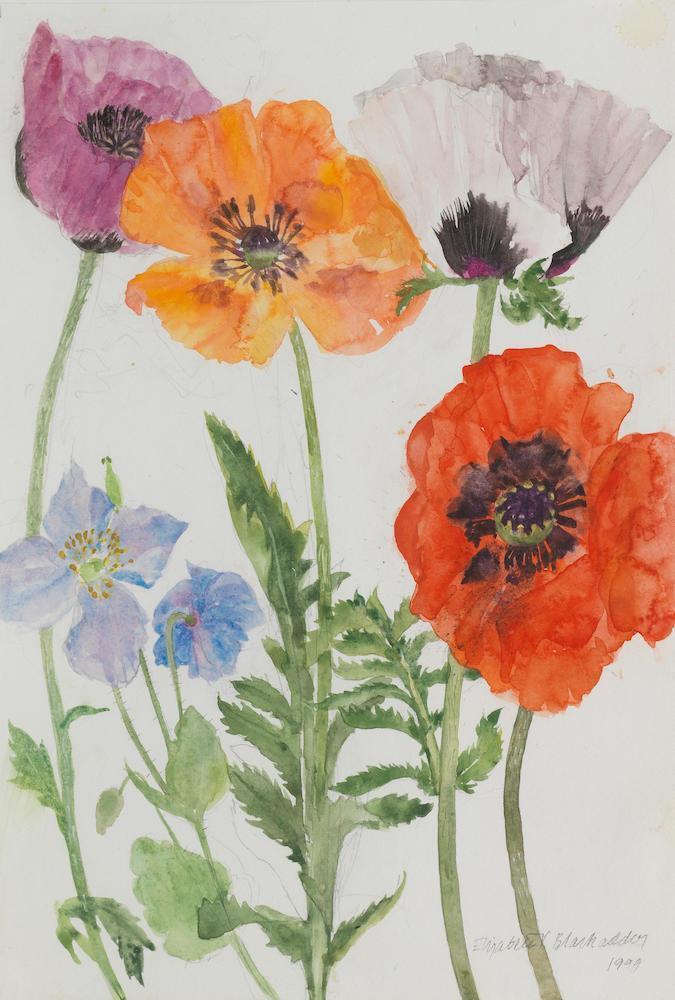 Poppies