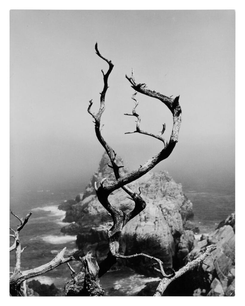 Twisted Tree, Point Lobos, California