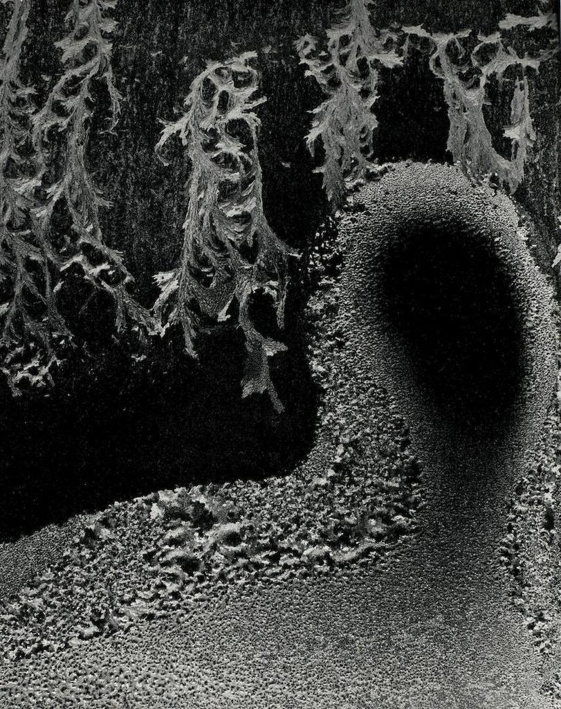 'Empty Head, Pultneyville, N.Y., February 1962'
