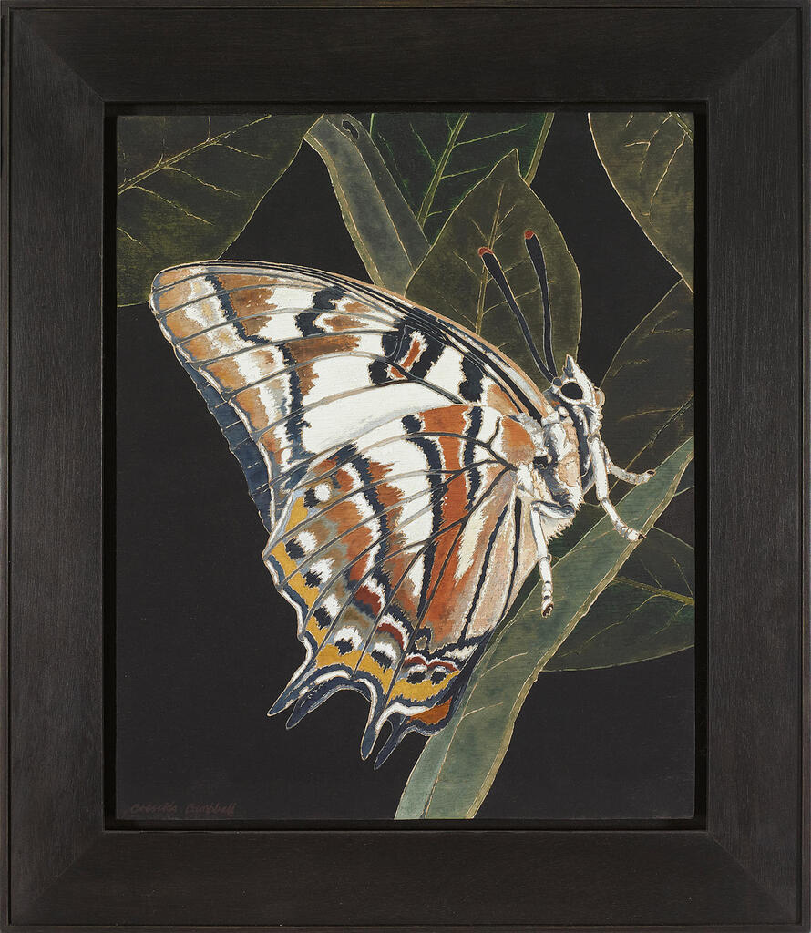 Resting Butterfly