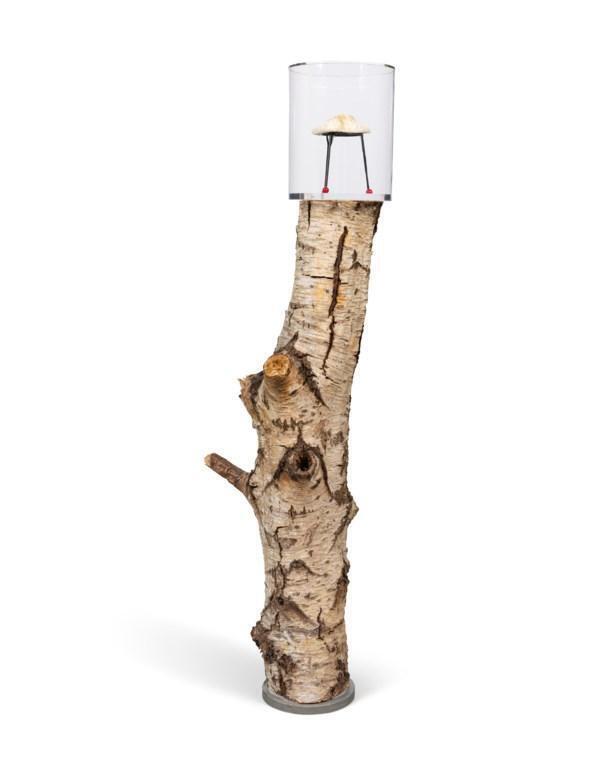 Birch
