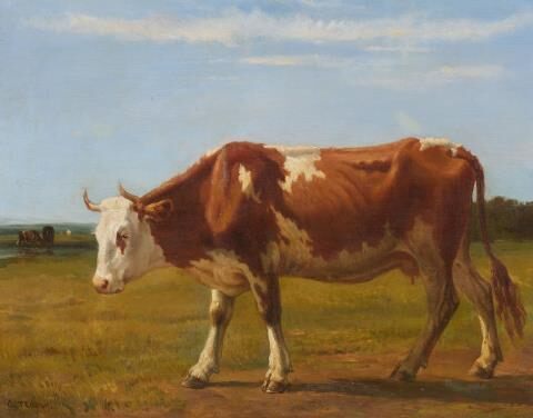 Cow Standing in a Meadow
