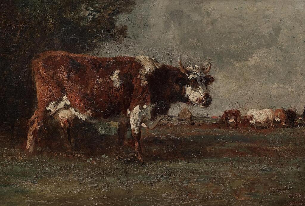 Grazing Cows