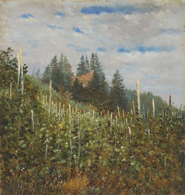 Sunny vineyard in Pillnitz