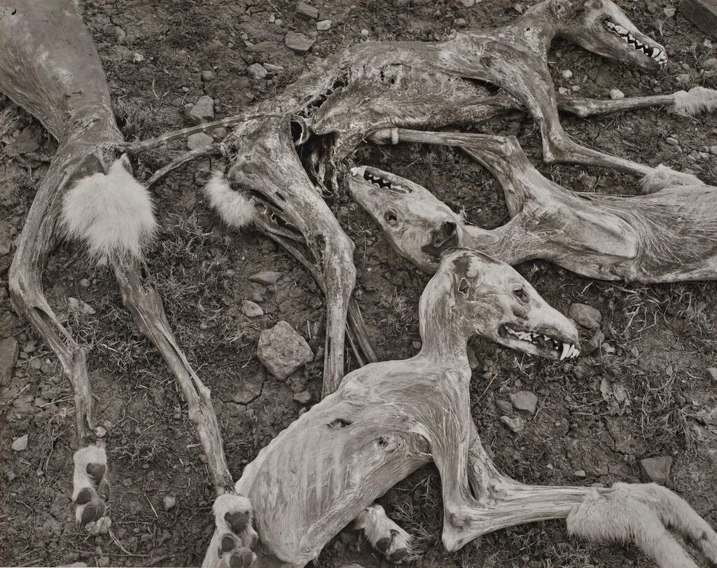 Coyotes