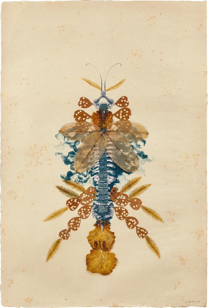 Vertebraesomniumanisoptera C