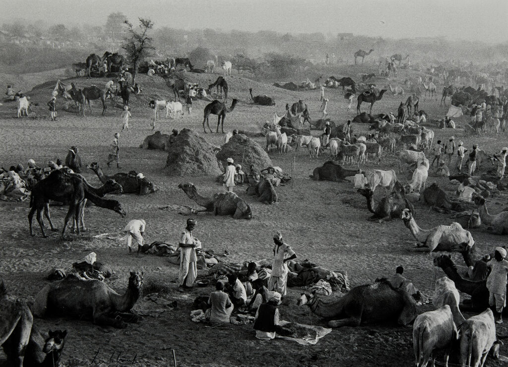 Camel market, Nagaur, Rajasthan, India