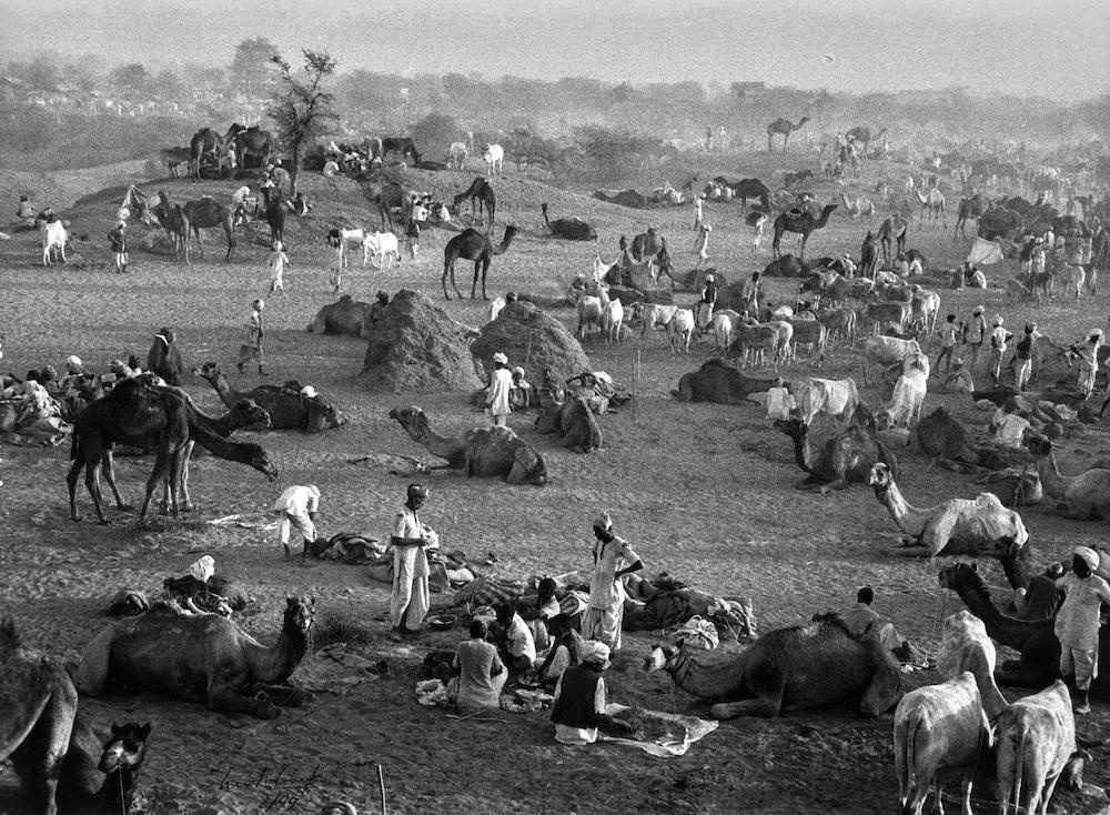 Camel Market, Nagaur, Rajasthan, India