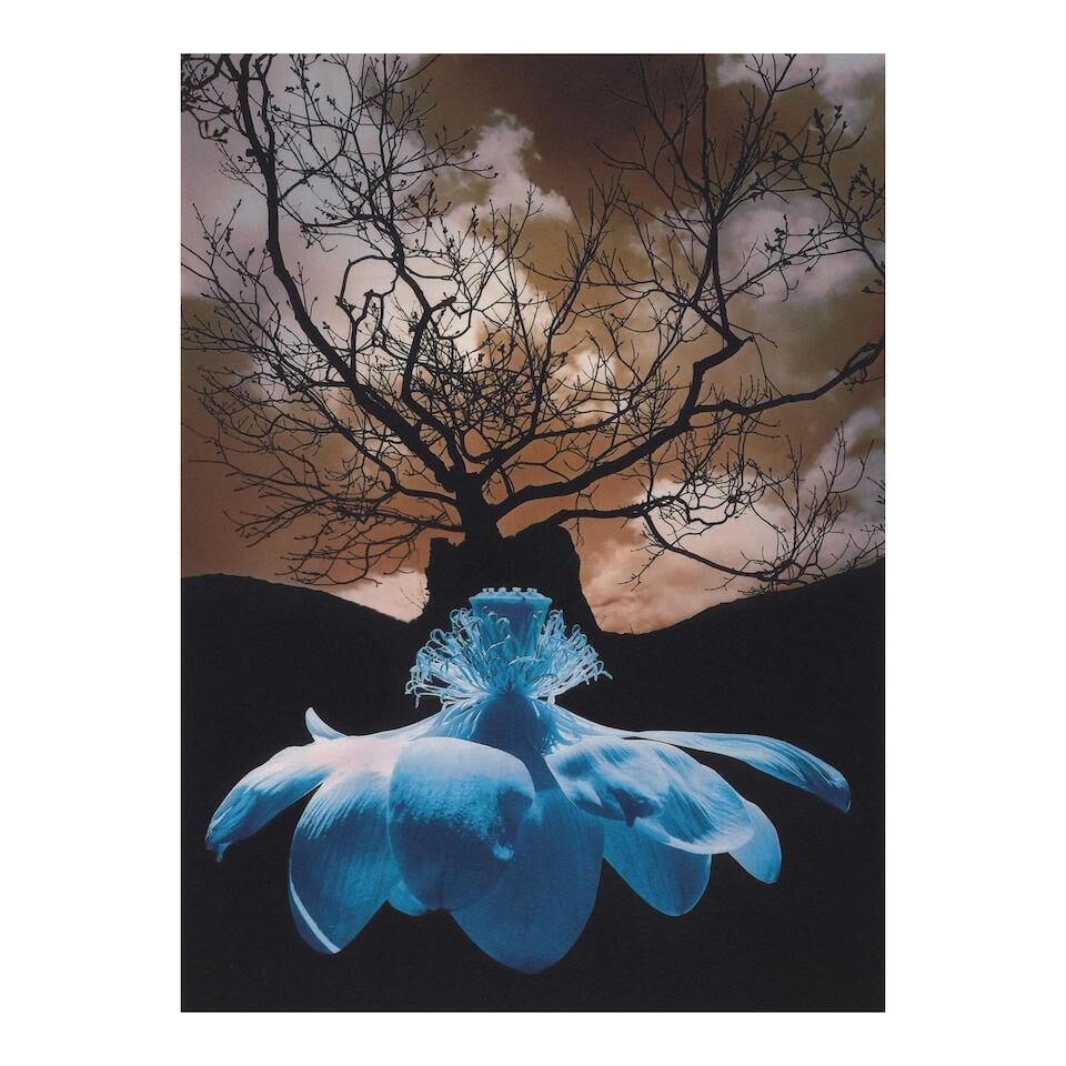 Untitled (Lotus Blossom and Tree)