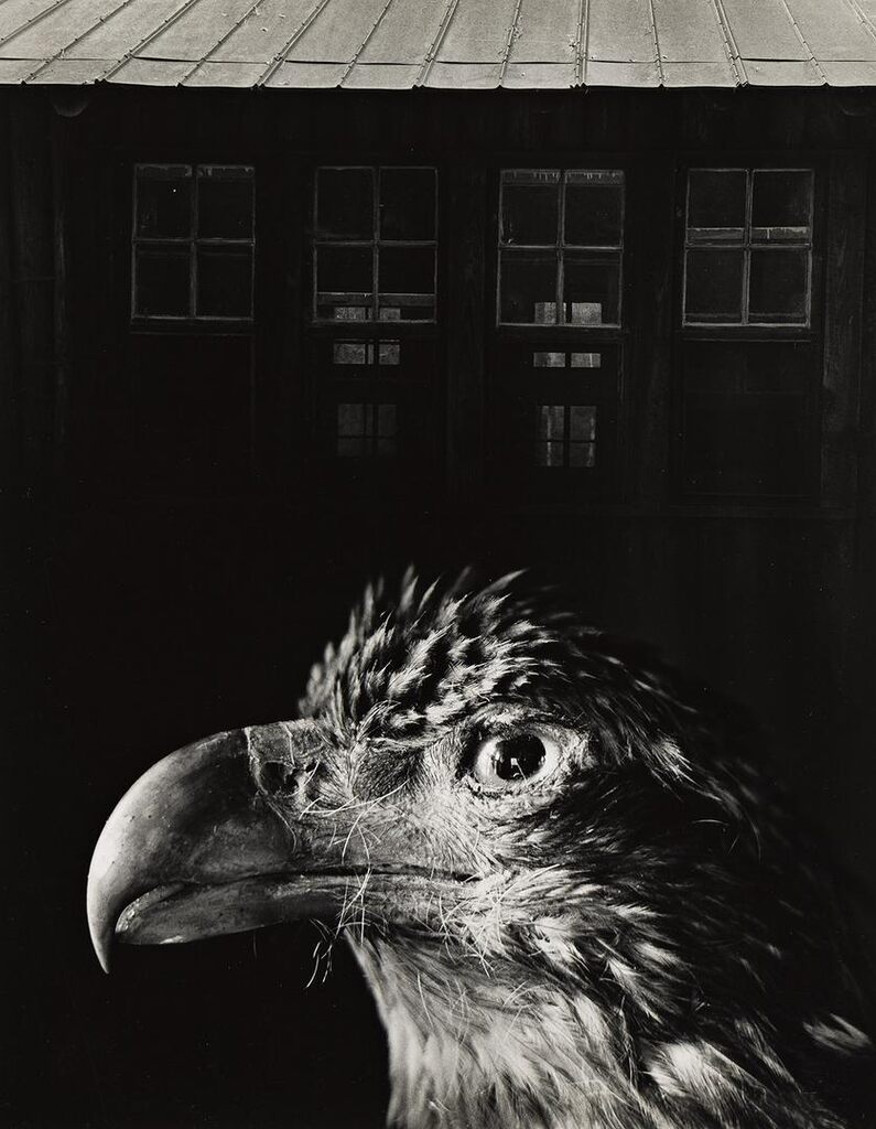Bless Our Home and Eagle
