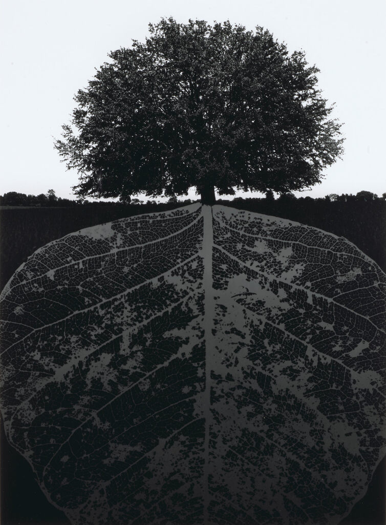 Untitled (tree and mirrored leaf)