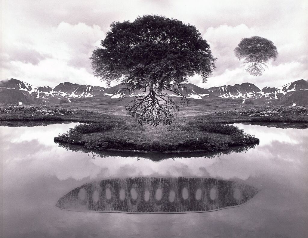 Untitled (floating trees)