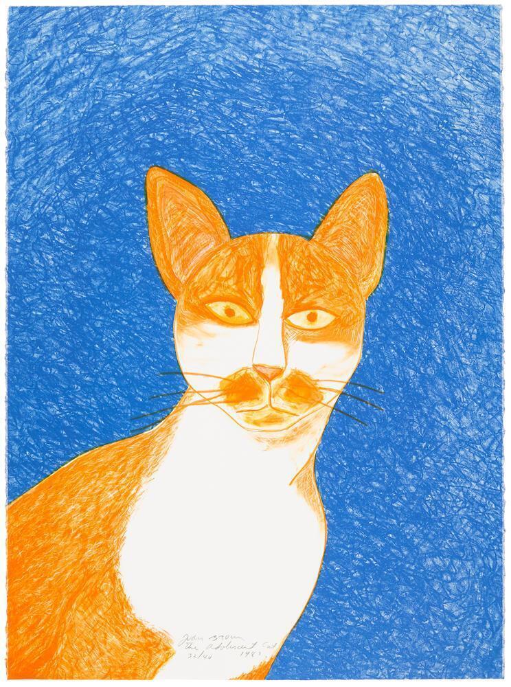 Adolescent Cat