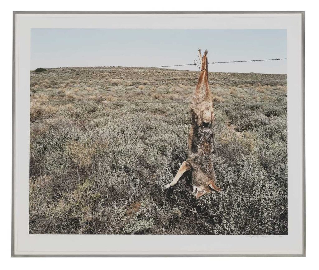 Jackal, Kraairivier, between Laingsburg and Sutherland, Northern Cape, 16 August, 2003