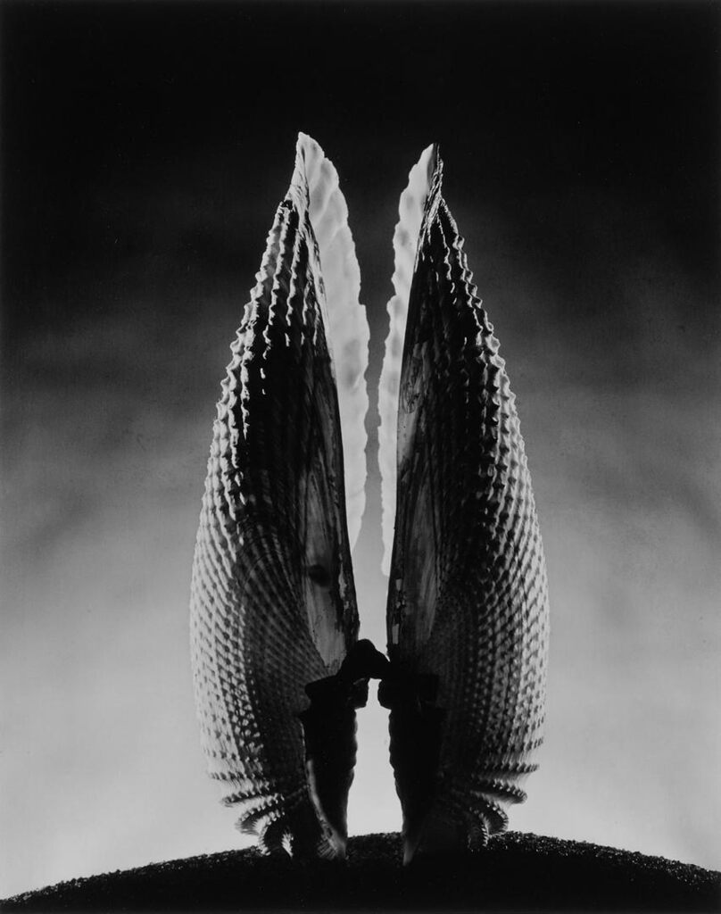 'Angel Wing'