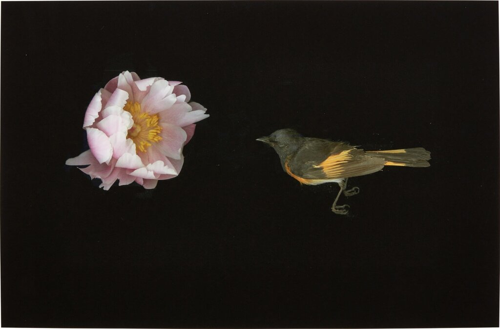 Redstart