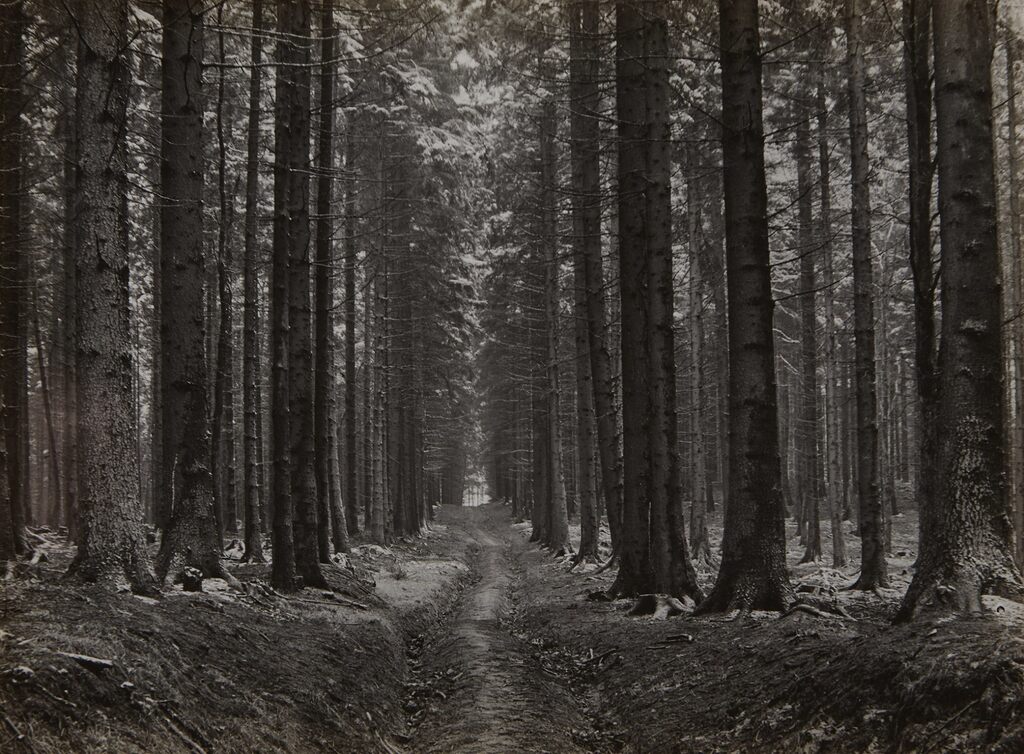 Abfuhrweg im Fichtenwald (Access Road in the Forest)