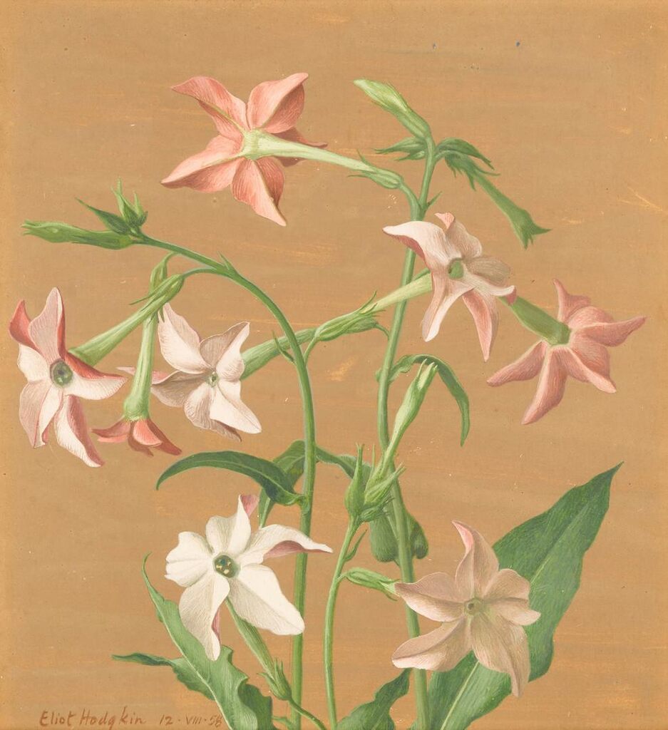 Tobacco Plant