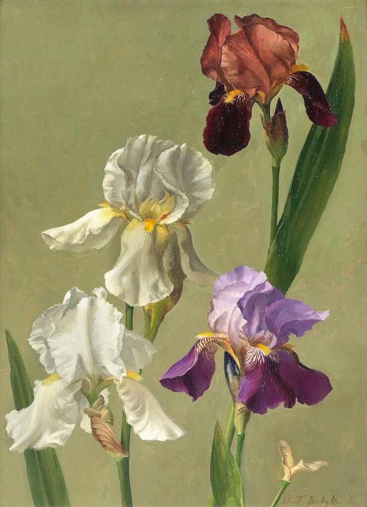 Irises