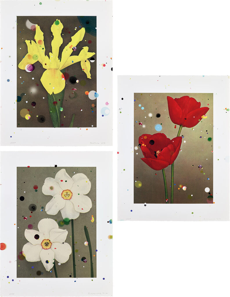 Hollandse Iris Prinses Beatrix; Narcissus Poeticus Sarchedon; and Darwin Tulip Charles Needham, from Bloemen