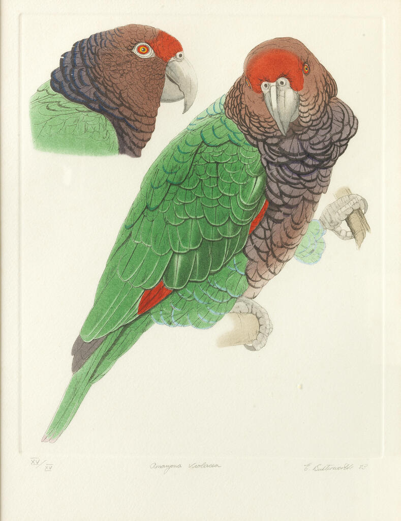Amazona Violacea