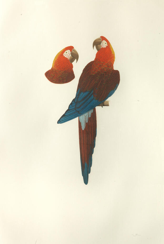 Tricolour Macaw Numbered, framed and glazed